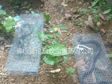 禪城文華公園捕蛇、抓蛇